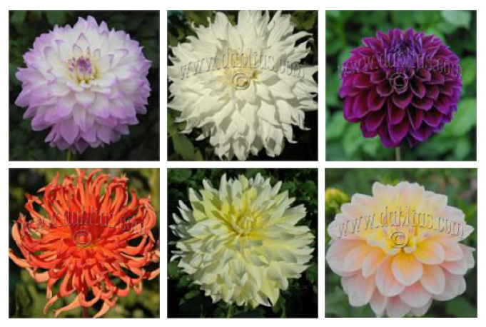 dahlias samples