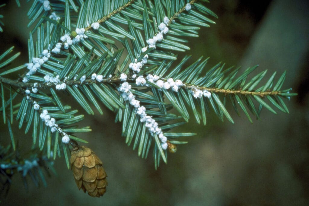 Hemlock woolly adelgid ovisacs on eastern hemlock branch