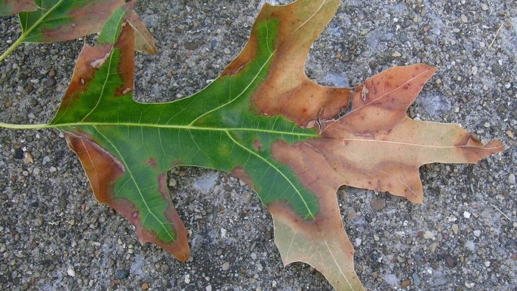 Bacterial leaf scorch symptoms on pin oak leaf